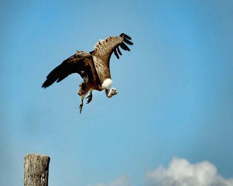 Why Do Vultures Circle in The Sky? Safety First!