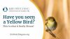Have you seen a Yellow Bird? This is what it Really Means! Thumbnail
