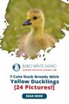 7 Cute Duck Breeds with Yellow Ducklings [24 Pictures!] Thumbnail