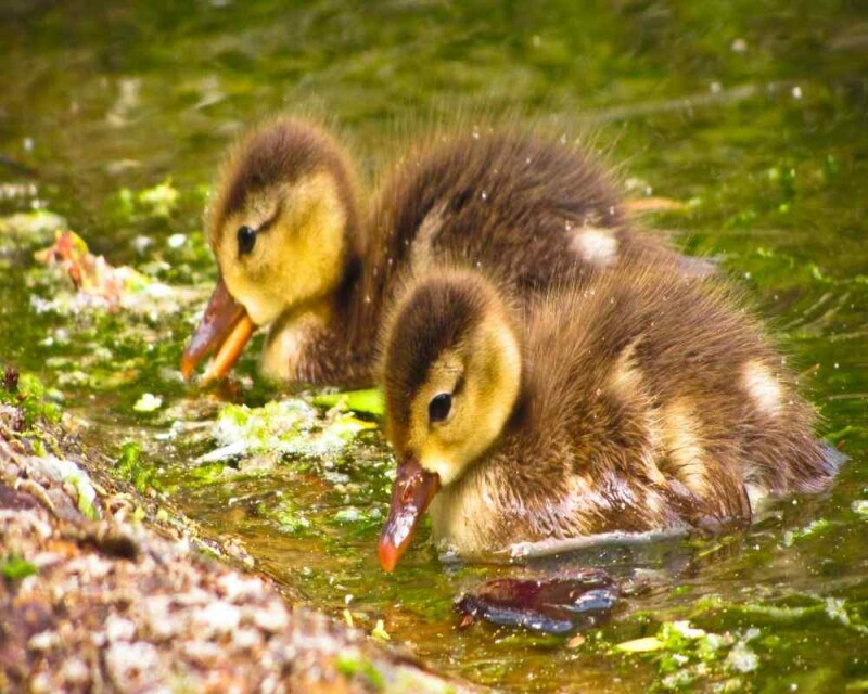 7 Cute Duck Breeds with Yellow Ducklings [24 Pictures!]