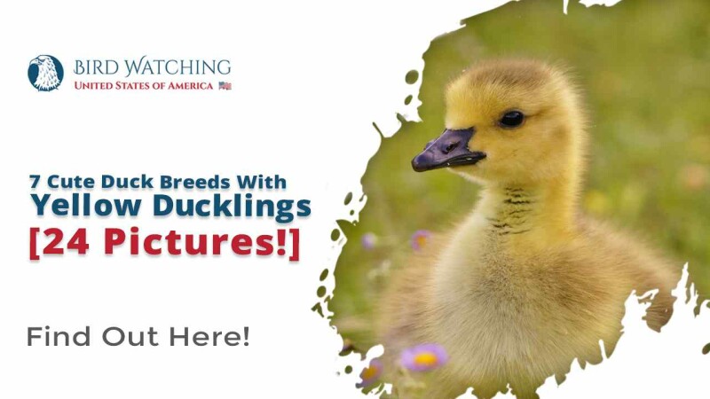 Yellow Duckling Breed | Why Are Ducklings Yellow? 3 Reasons with Breeds ...